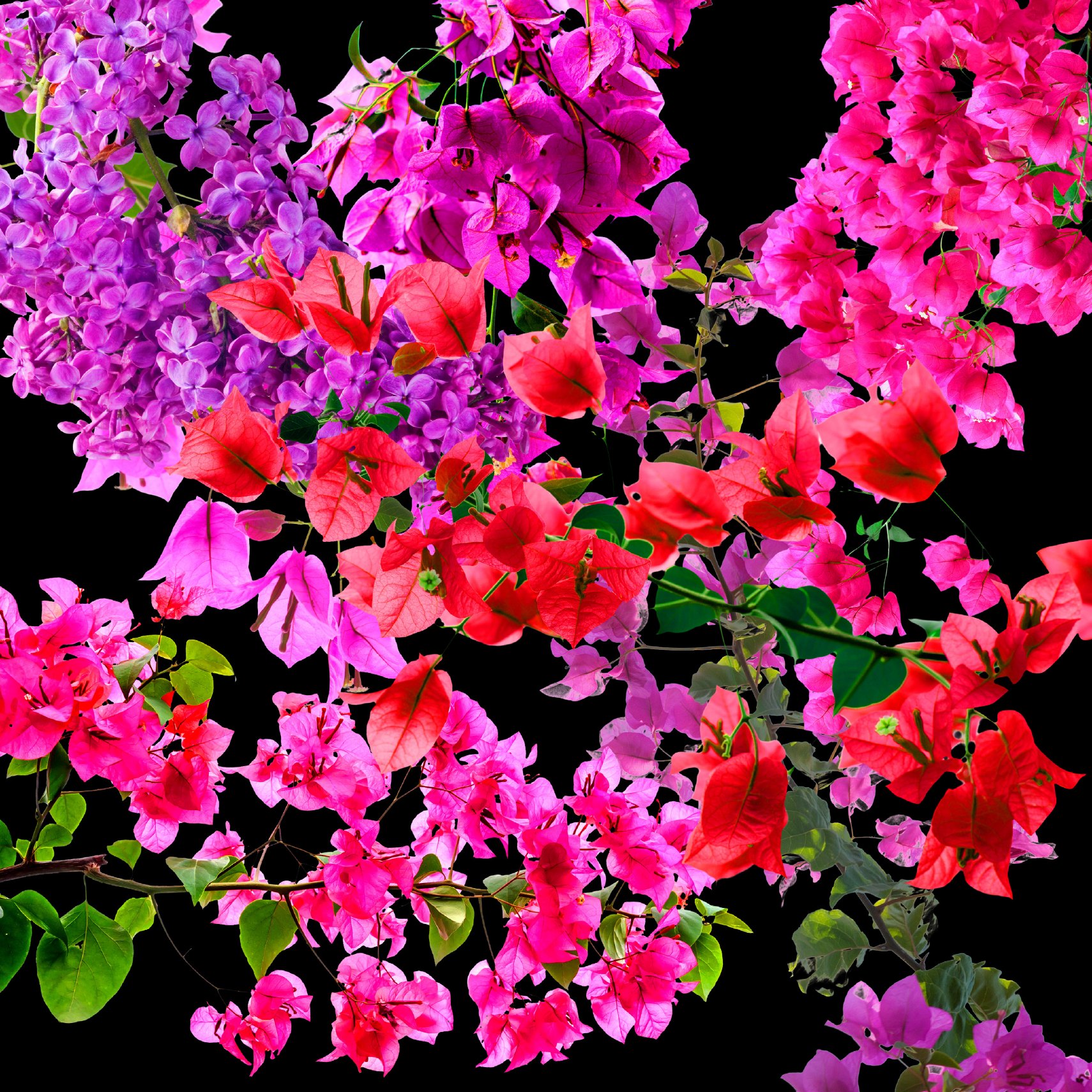 Collage of pink, red and violet bougainvillea on black