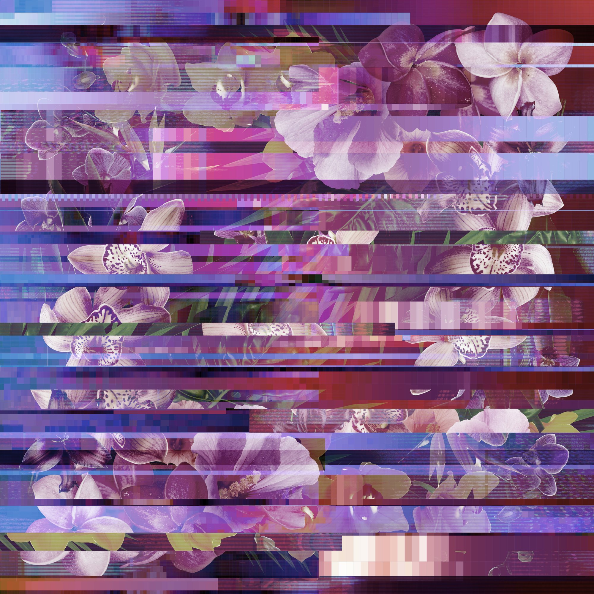 Lilac orchids sliced into horizontal glitch bands
