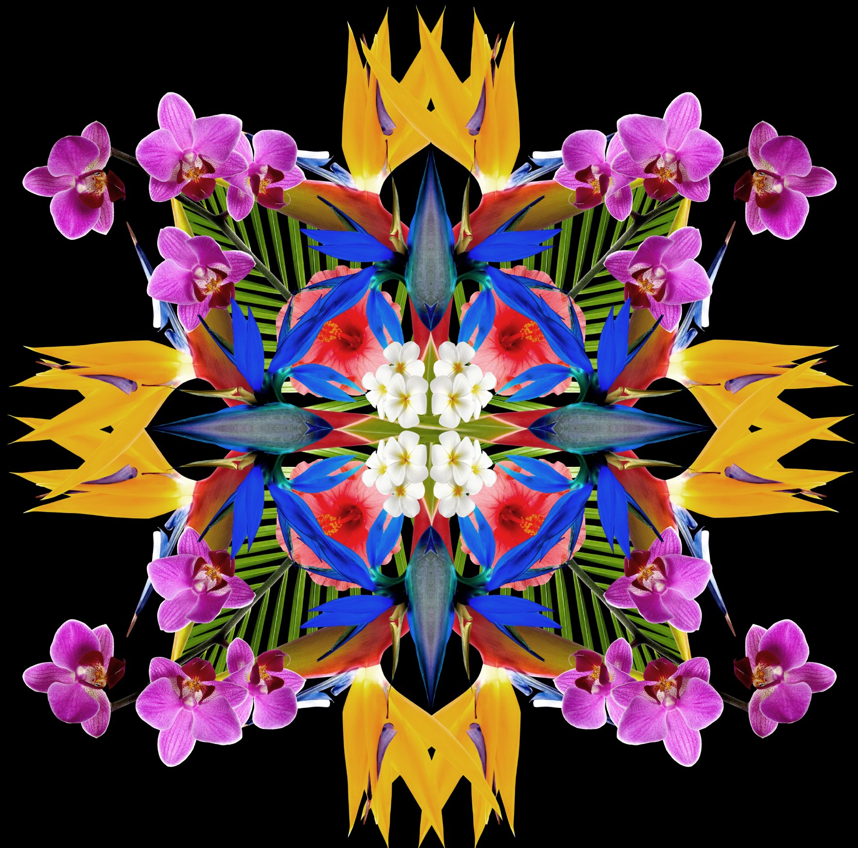 Orchids and birds of paradise mirrored into a kaleidoscope on black