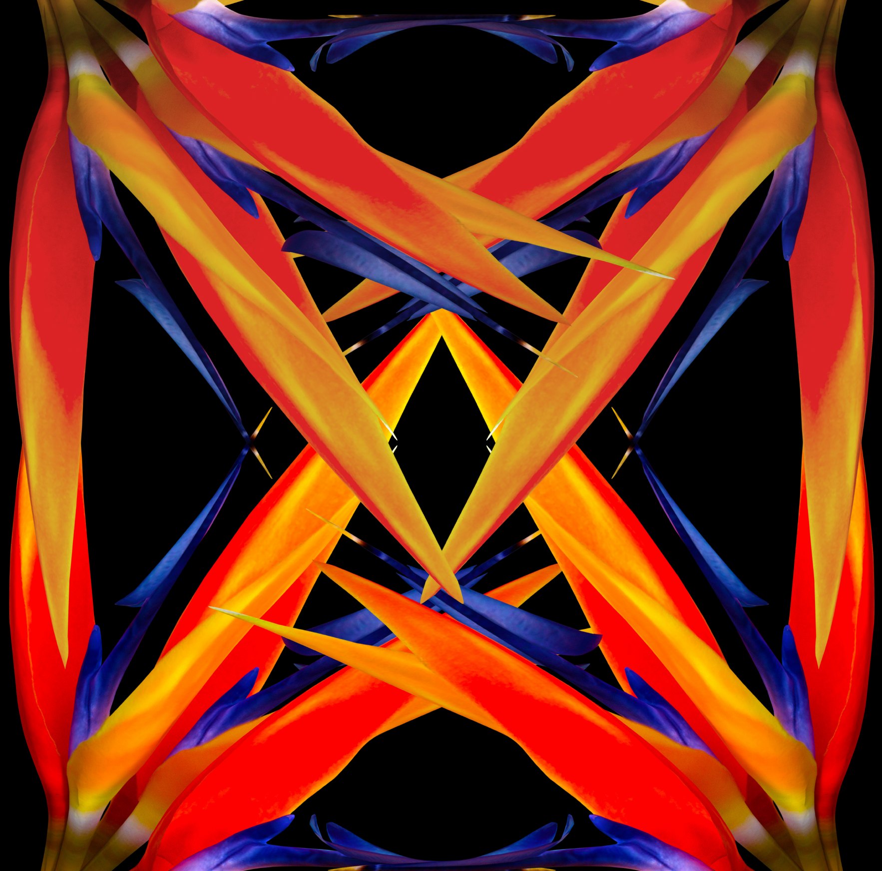 Bird of paradise petals mirrored into an orange and red X on black