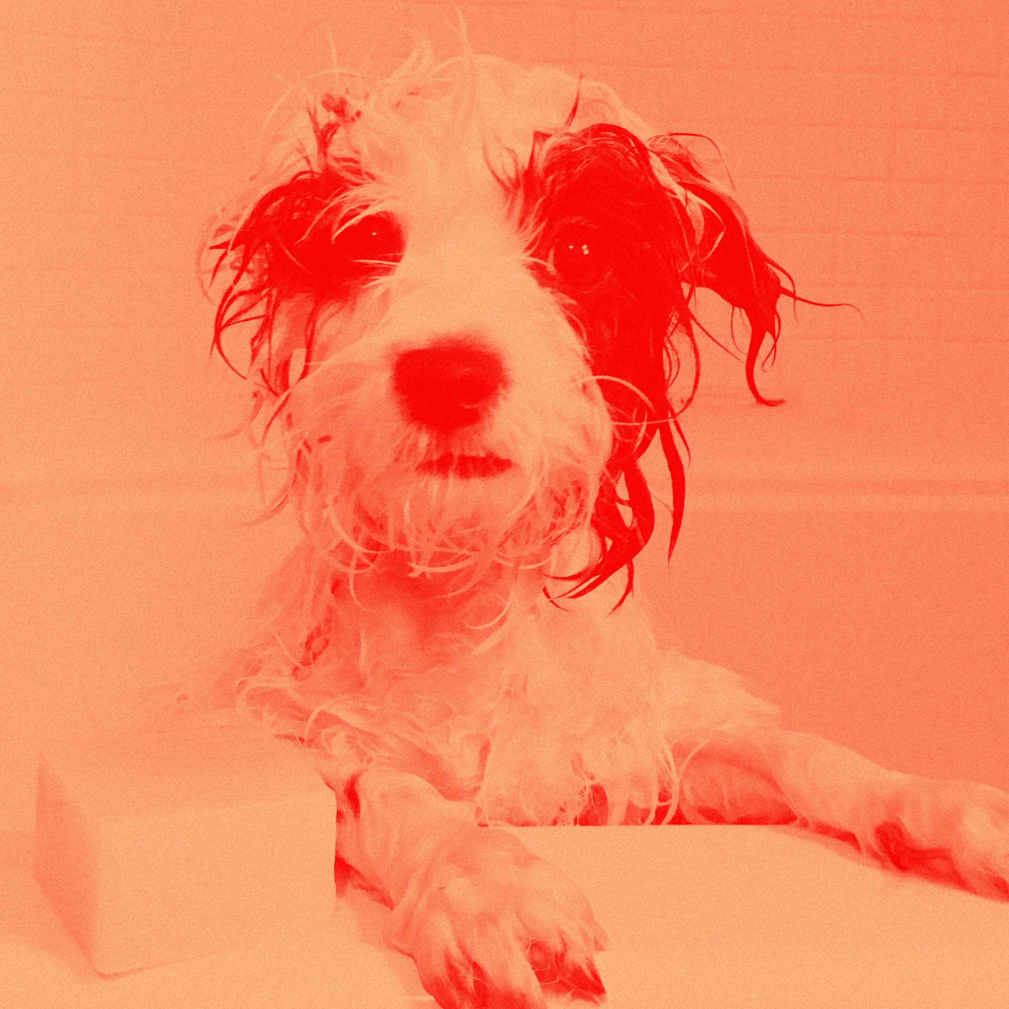 A wet terrier in the bath, printed in red on coral