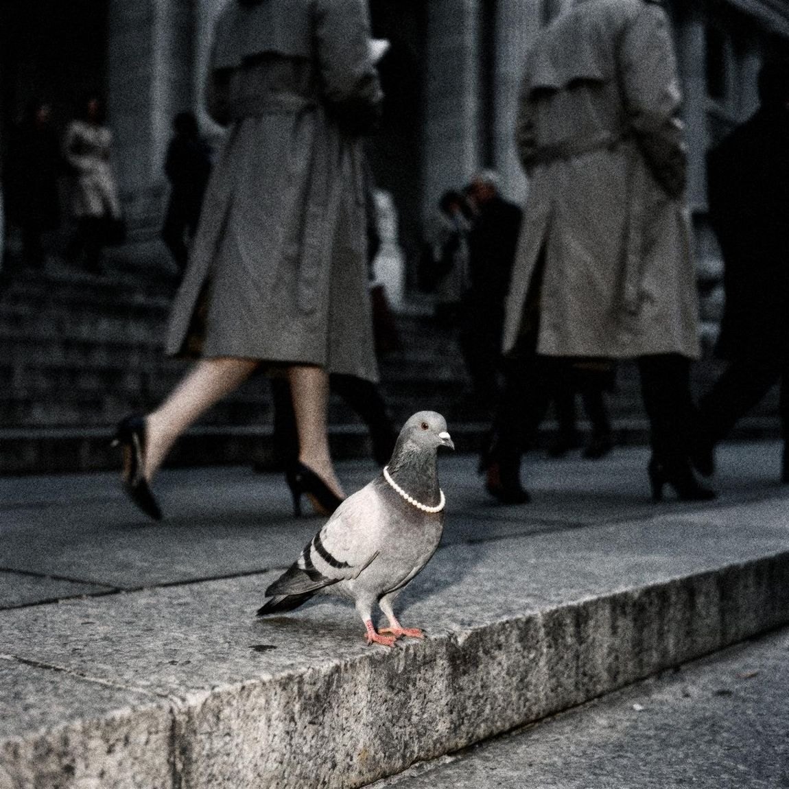 Pearl, a pigeon in pearls, on a stone step as coats pass